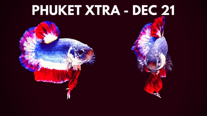PHUKET XTRA: VIDEO: Fighting fish? Croc’s future up in the air! Drunk driver misses cop! || Dec. 21