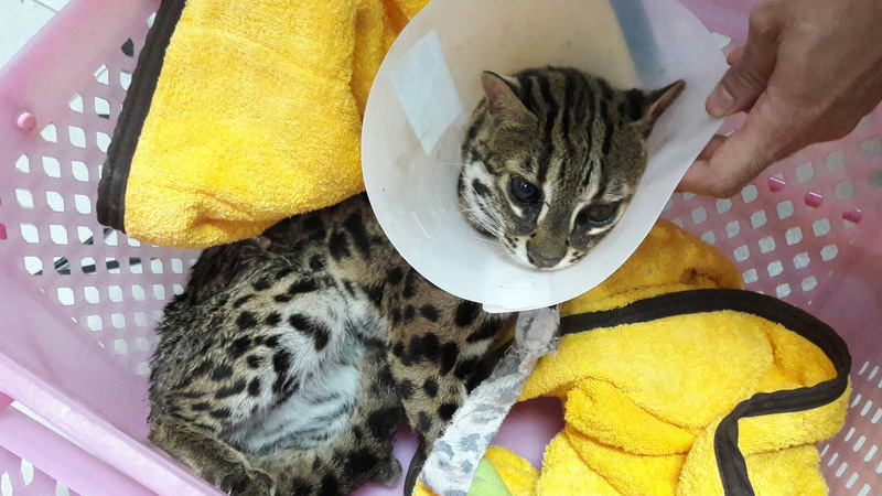 Phuket wildcat comatose after struck by vehicle