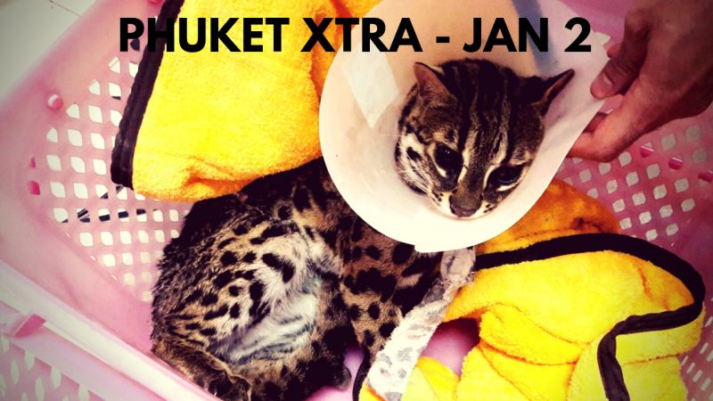 PHUKET XTRA: VIDEO: Wildcat comatose! King coronation date set! Phuket enters New Year! || Jan. 2