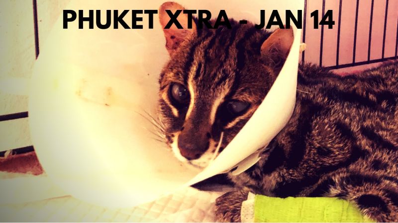 PHUKET XTRA: VIDEO: Leopard cat succumbs! Despite confession, still no charges? Was Brit CEO murdered? || Jan. 14