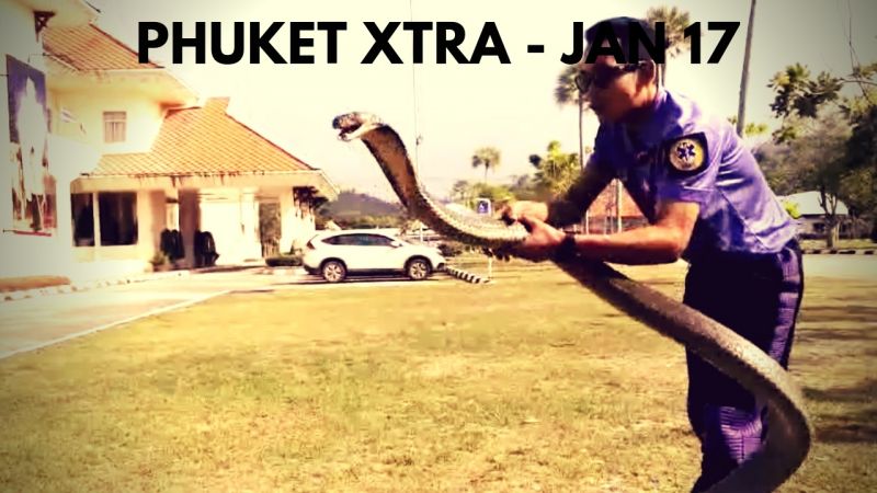 PHUKET XTRA: VIDEO: Bare hands catch cobra! Cow still missing? Filthy Bangkok air! || Jan. 17