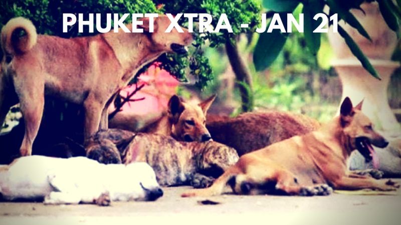 PHUKET XTRA: VIDEO: Monks killed in temple! Mango sticky rice world record? Saphan Hin street shooting! || Jan. 21
