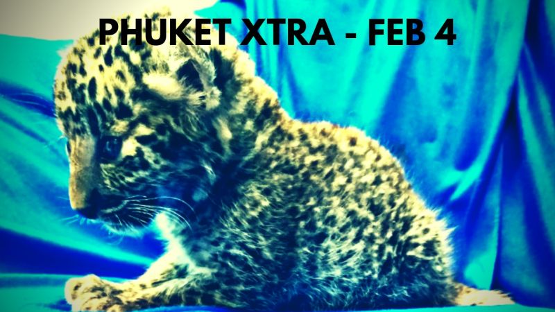 PHUKET XTRA: VIDEO:  Smuggling a baby leopard! Mother’s hitmen kills son? Foreigner barricades self! || Feb. 4
