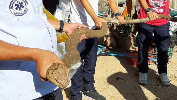 A third king cobra caught at Kathu construction camp