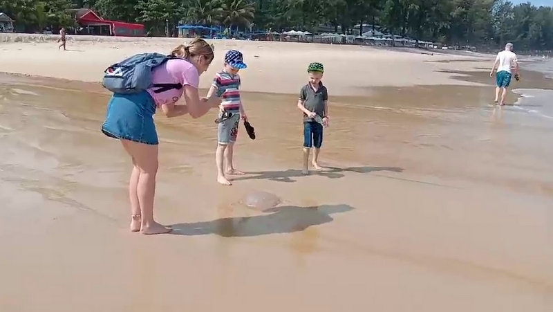 Jellyfish warning issued for Bang Tao, Layan beaches