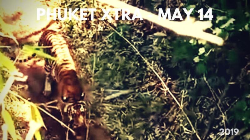 PHUKET XTRA: VIDEO: Thailand’s Game of Thrones? Fleeing a tiger! Bangla Rd. stabbing!  || May 14