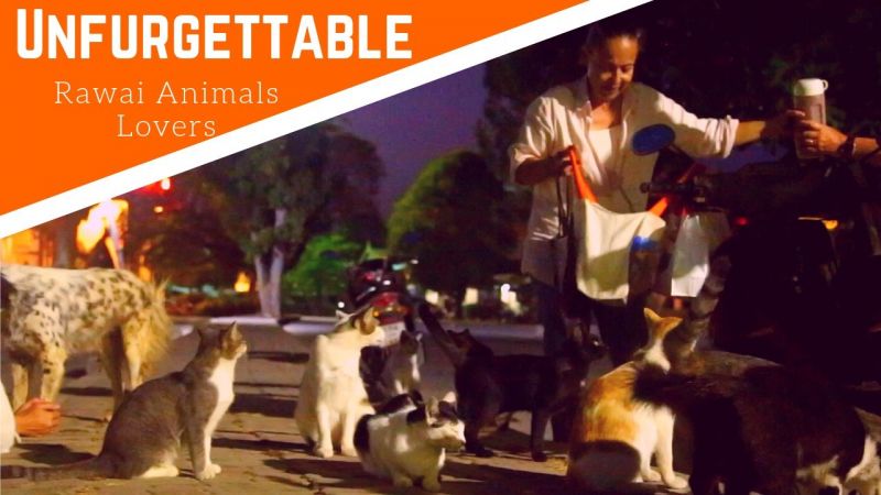 [VIDEO] Unfurgettable: Rawai Animal Lovers