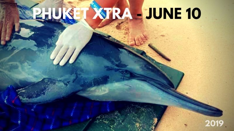 PHUKET XTRA: VIDEO: Injured dolphin rescued! Pregnant tourist survives fall? 2019 Laguna Phuket Marathon! || June 10