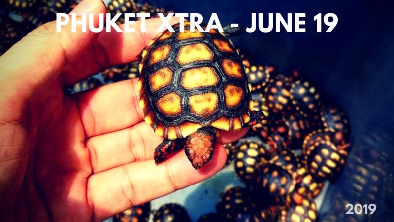 PHUKET XTRA: VIDEO: Pay fines at 7-Eleven? 4,500 baby turtles seized! Hotel drug raids? || June 19