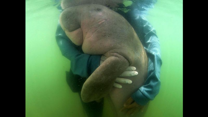 The Dugong Show: 24-hour webcast shows Thailand’s star sea cows