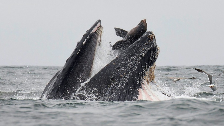 Rare photo captures sea lion falling into mouth of whale