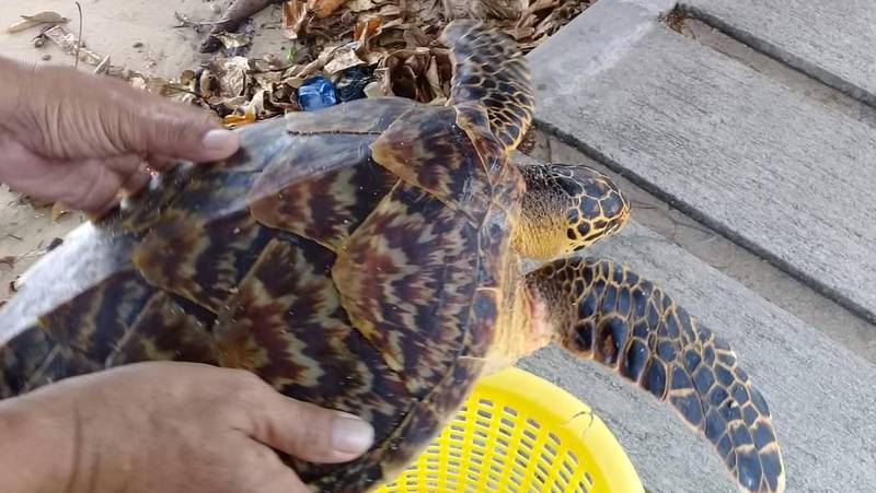 Turtles tangled in fishing nets rescued on Phuket beaches