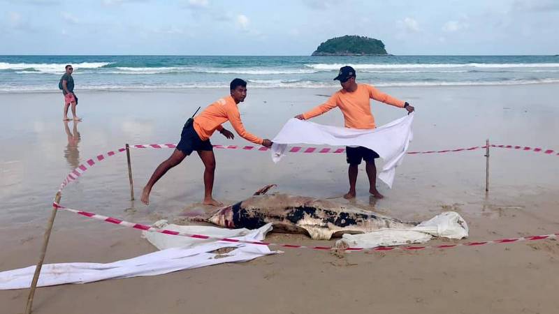 Dolphin carcass washes ashore with plastic loop binding its mouth shut