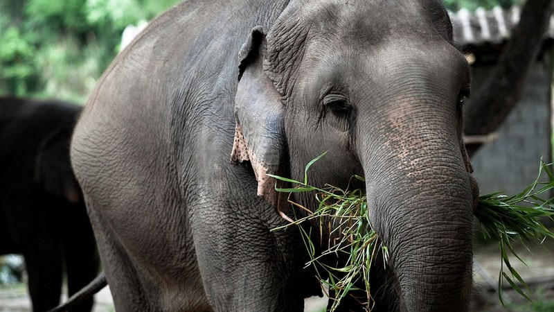 Saving the elephant