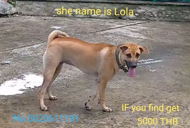 Lost dog in the Patong - Kalim - Kathu area.