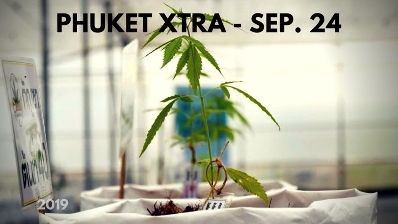 PHUKET XTRA: VIDEO: Industrial-scale medical marijuana? Underpass bike crash? Politico death sentence! || September 24