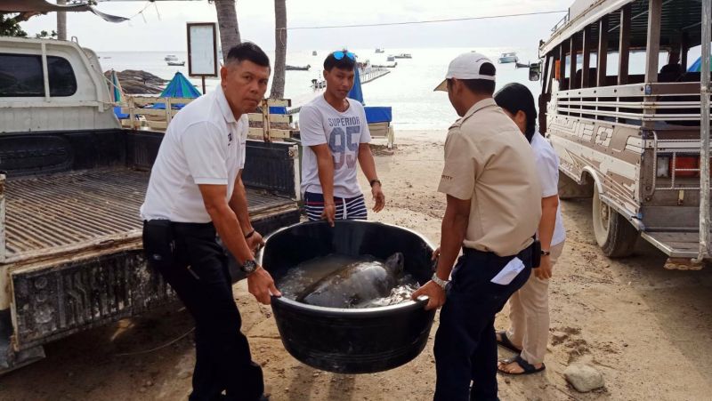 The Racha Resort comes to the rescue of injured sea turtle