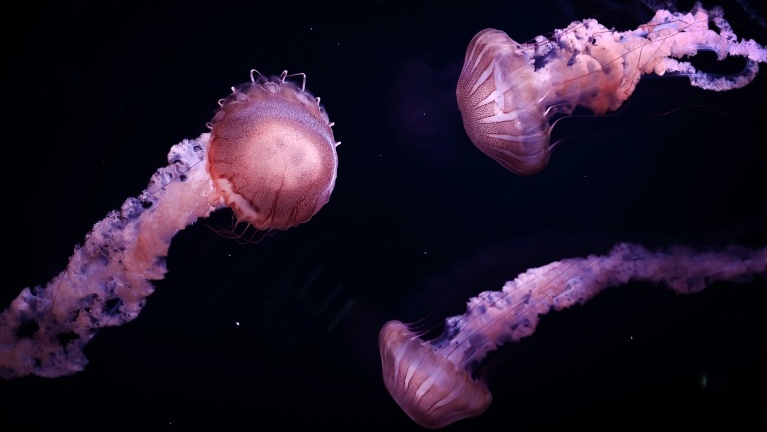 Jellyfish thrive in the man-made disruption of the oceans