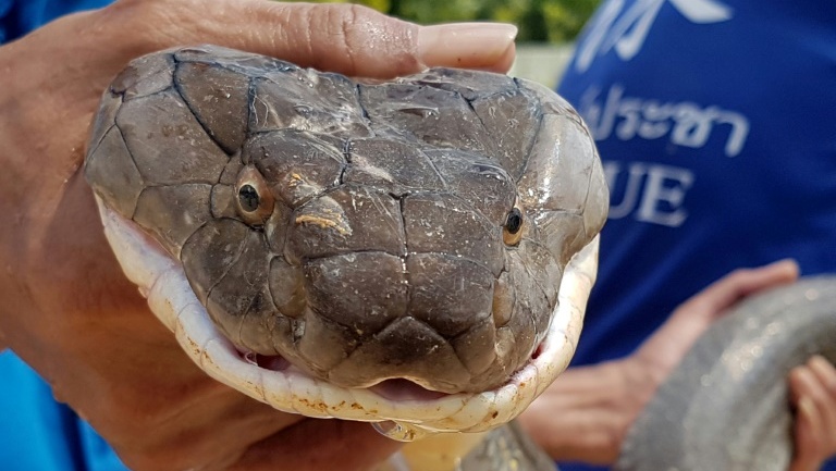 Four-metre king cobra wrestled from sewer in Krabi