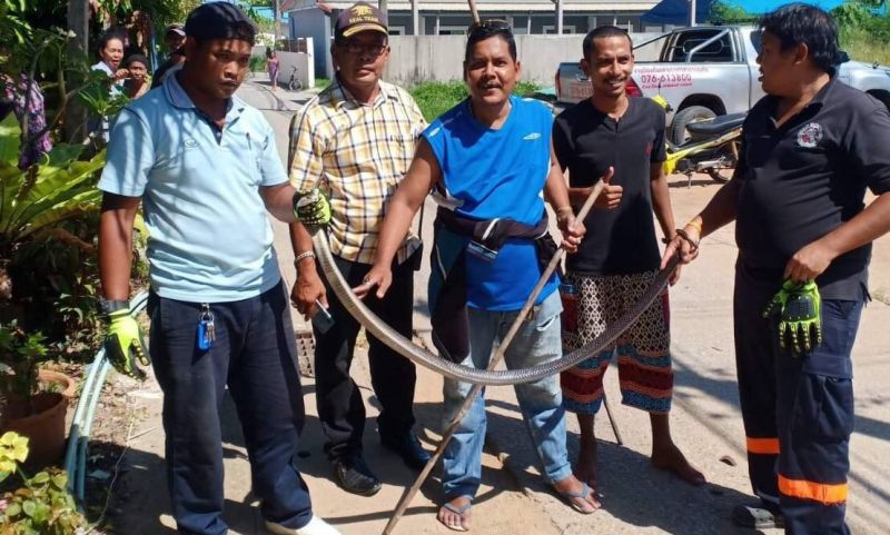 Rawai snake wranglers urge caution after 2m cobra found near home