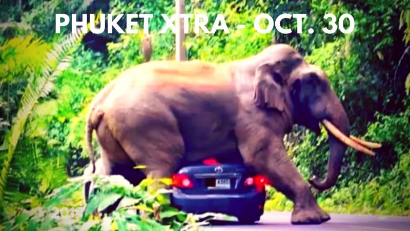 PHUKET XTRA: VIDEO: Elephant lays on car! Piglet toy as meth mule? Arrest in 'body in fridge' case || October 30