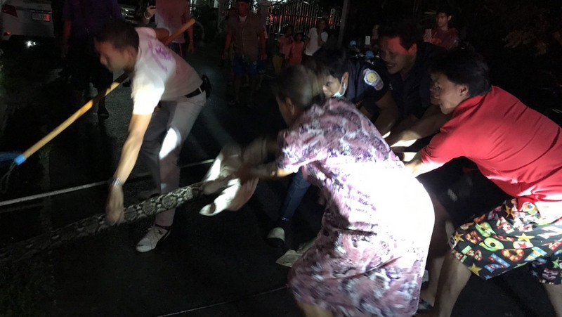 Phuket residents lend a hand heaving python from neighbourhood drain