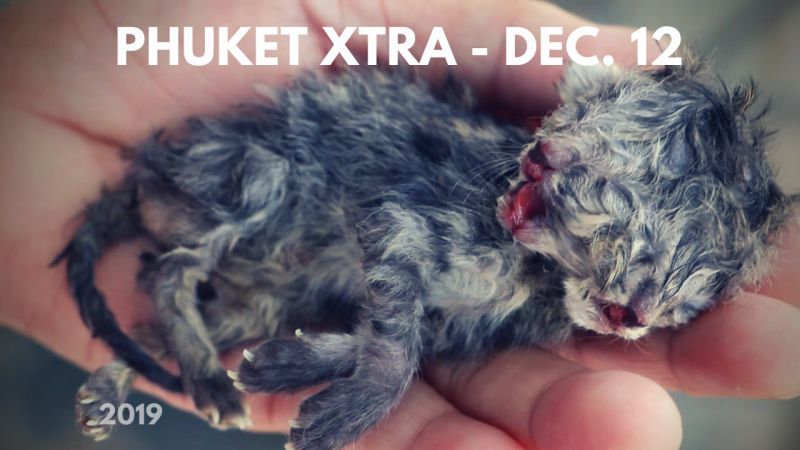 PHUKET XTRA: VIDEO: Kitty with two heads! Patients stabs doctor? Bone fragment temple! || December 12
