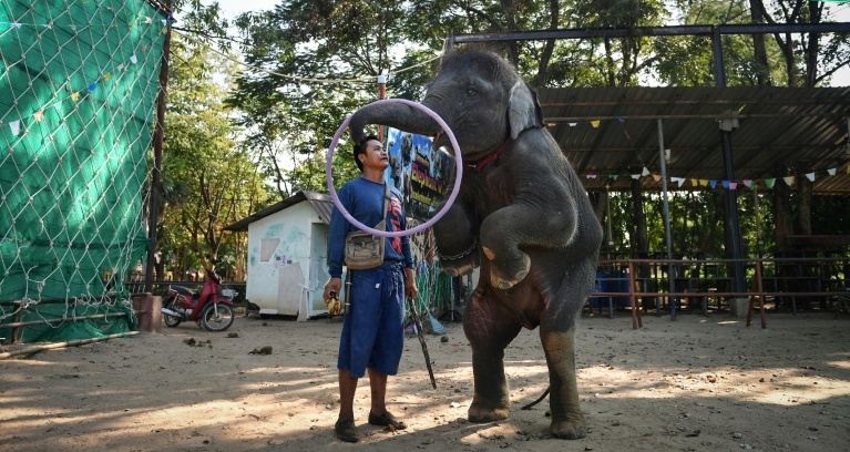 Thai elephants 'broken' for lucrative animal tourism