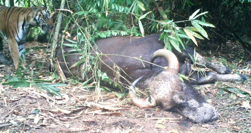 Bengal tiger returns for its killed prey in Mae Wong National Park