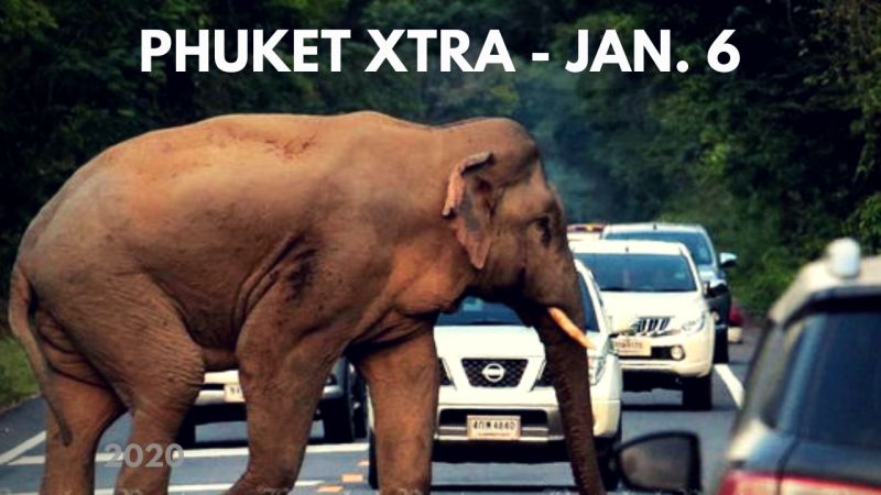 PHUKET XTRA: VIDEO: Elephant food zones? Thermal scanners at airport! Hunting turtle egg robbers! || January 6