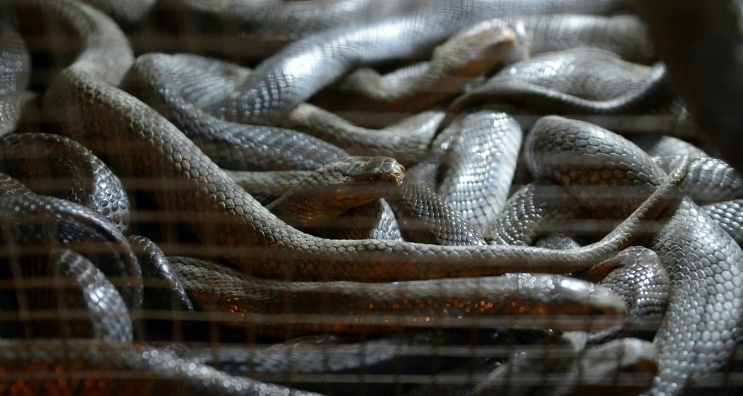 Studies suggest role of bats, snakes in outbreak of China virus