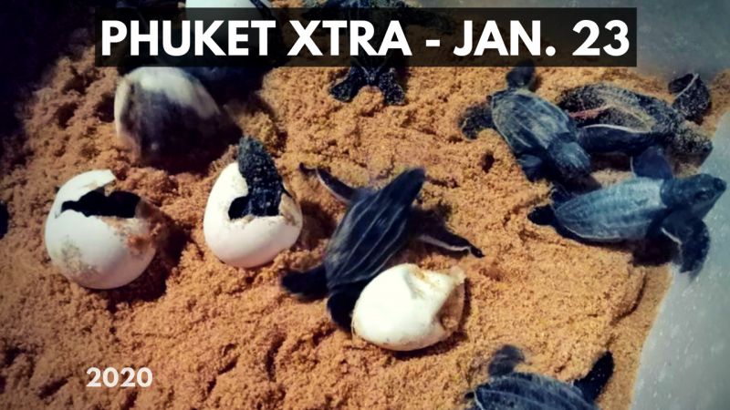 PHUKET XTRA: VIDEO: Baby turtles break out! Gold robber talks regret? No Wuhan flu for boy! || January 23