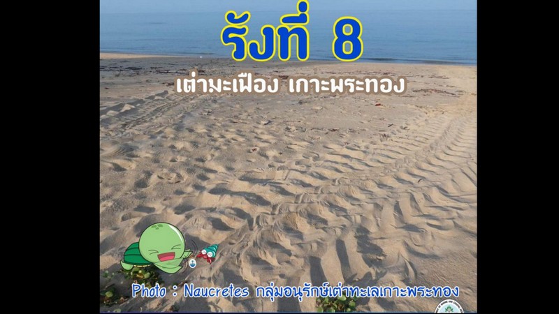 Turtle tracks at Koh Phra Thong spur hopes of new nest