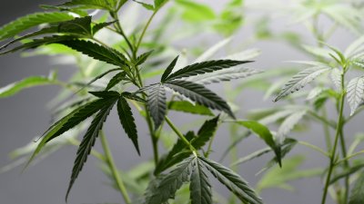 New rule makes it legal to grow hemp