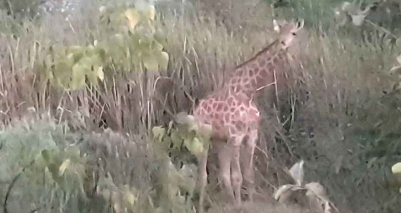 Giraffe on the loose in Chachoengsao