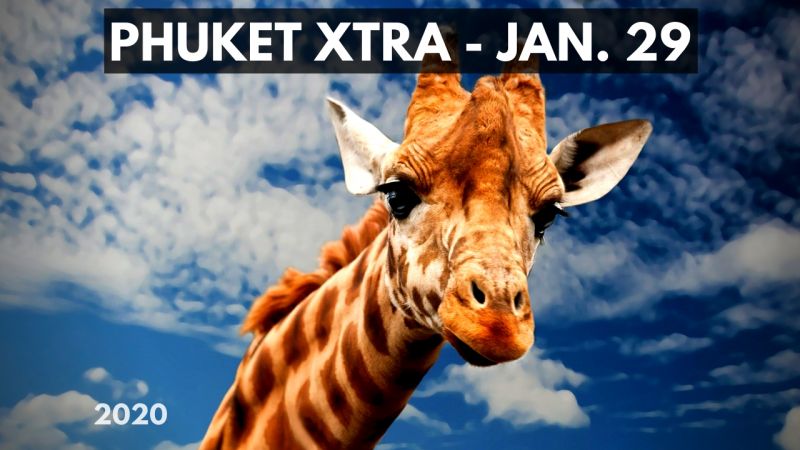 PHUKET XTRA: VIDEO: Giraffe on the loose! 'Blind' beggar driving SUV? Hemp growing now legal! || January 29