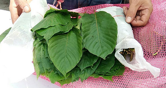 Leafy highs: Kratom personal use push under way