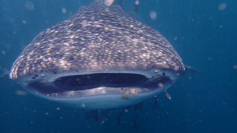 National park chief urges care, caution near whale shark spotted off Lanta