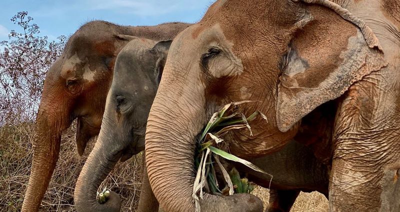 Fears raised for elephant welfare as Phuket camps fold