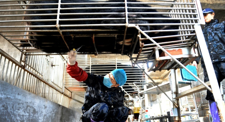China’s use of bear bile in virus treatment slammed