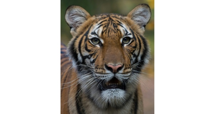 Tiger tests positive for coronavirus at Bronx Zoo