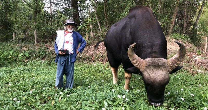 Thongdee, the friendly gaur of Wang Nam Khieo
