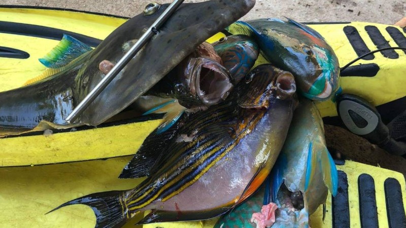 Chinese tourists questioned for illegal spearfishing in protected area