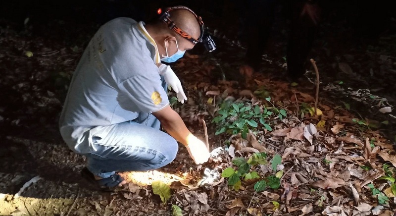 Mango picker killed by wild elephant
