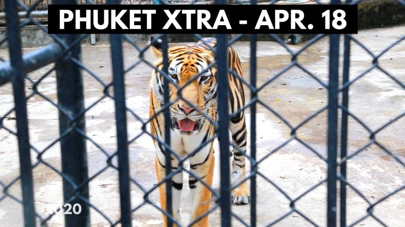 PHUKET XTRA: VIDEO: Phuket Zoo tigers inspected? Feeding the needy! Thailand COVID cases at 2,700! || April 17