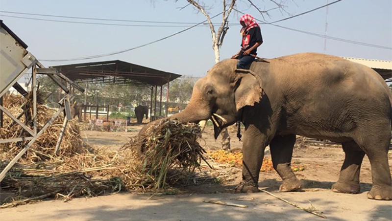 Elephant kraal operators seek govt help