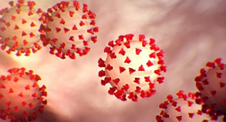Humans to blame for spread of coronavirus and other ‘zoonoses’