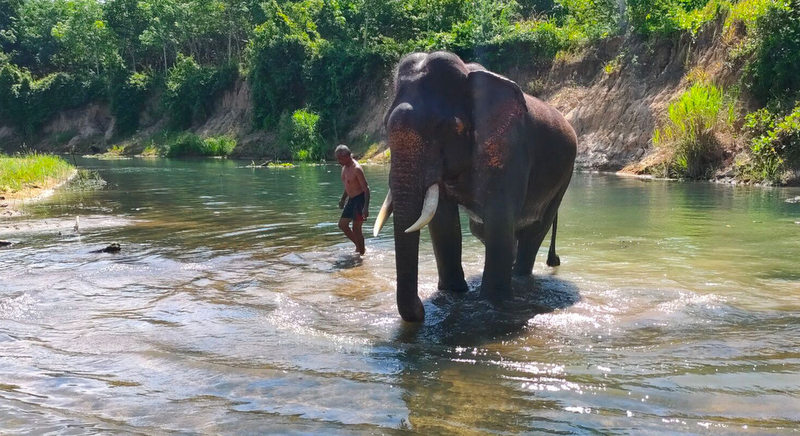 Elephants return home to Trang