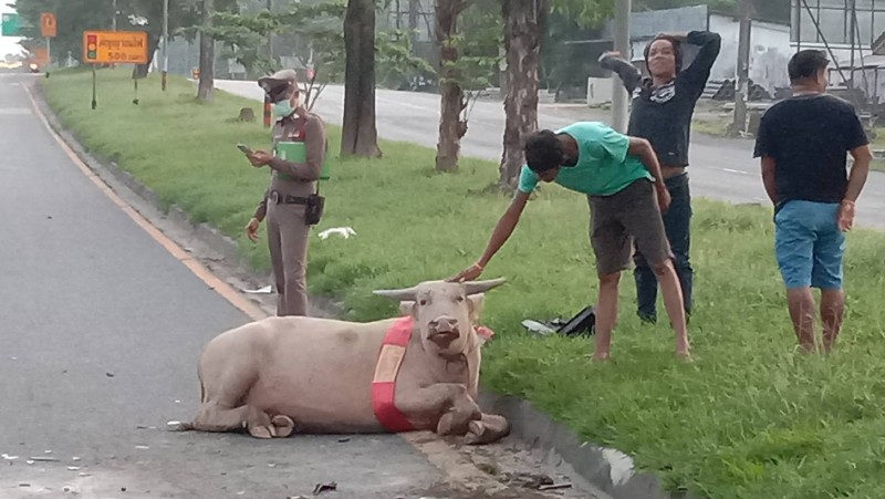 Phuket young albino buffalo struck by car on main road