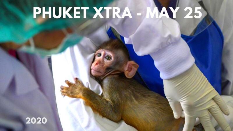 PHUKET XTRA: VIDEO: Wife stabs husband over broken fan! Monkeys in vaccine trials? More shops to open? || May 25